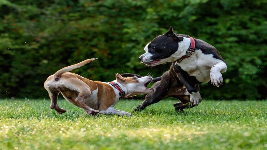 Should You Let Your Dogs Play Fight Unlock The Truth!