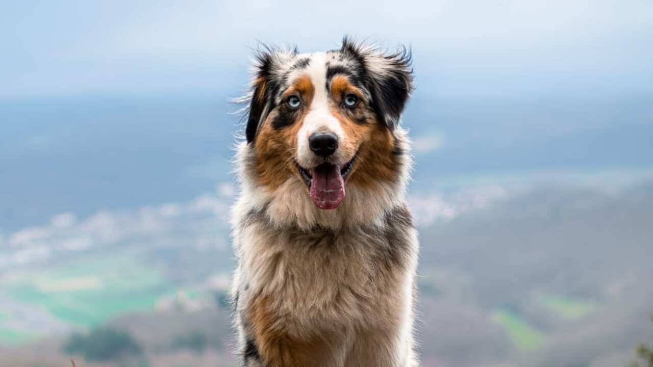 Why Do Miniature Australian Shepherds Shed 5 Reason