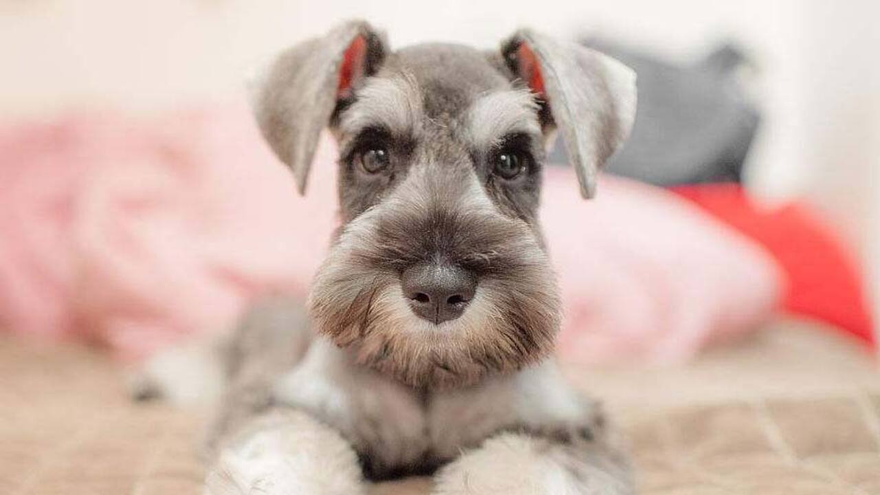 Causes Of Attention-Seeking Behavior In Schnauzers