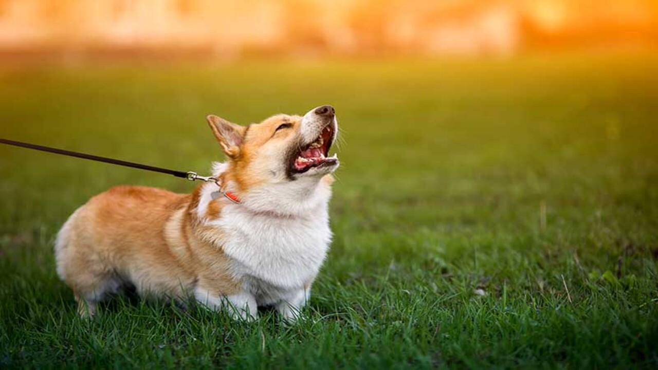 Communication - A Key Reason For Barking