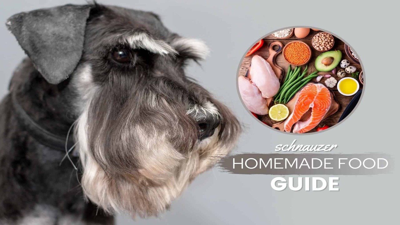 What Can Miniature Schnauzers Eat 8 Best Food