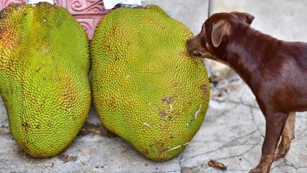 Can Dogs Eat Jackfruit A Guide For Dogs