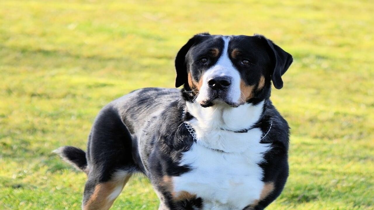 Kentucky Dog Bite Laws What You Need To Know