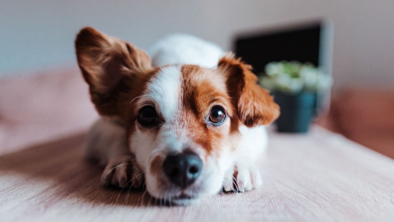 Prevention Of Arthritis In Dogs