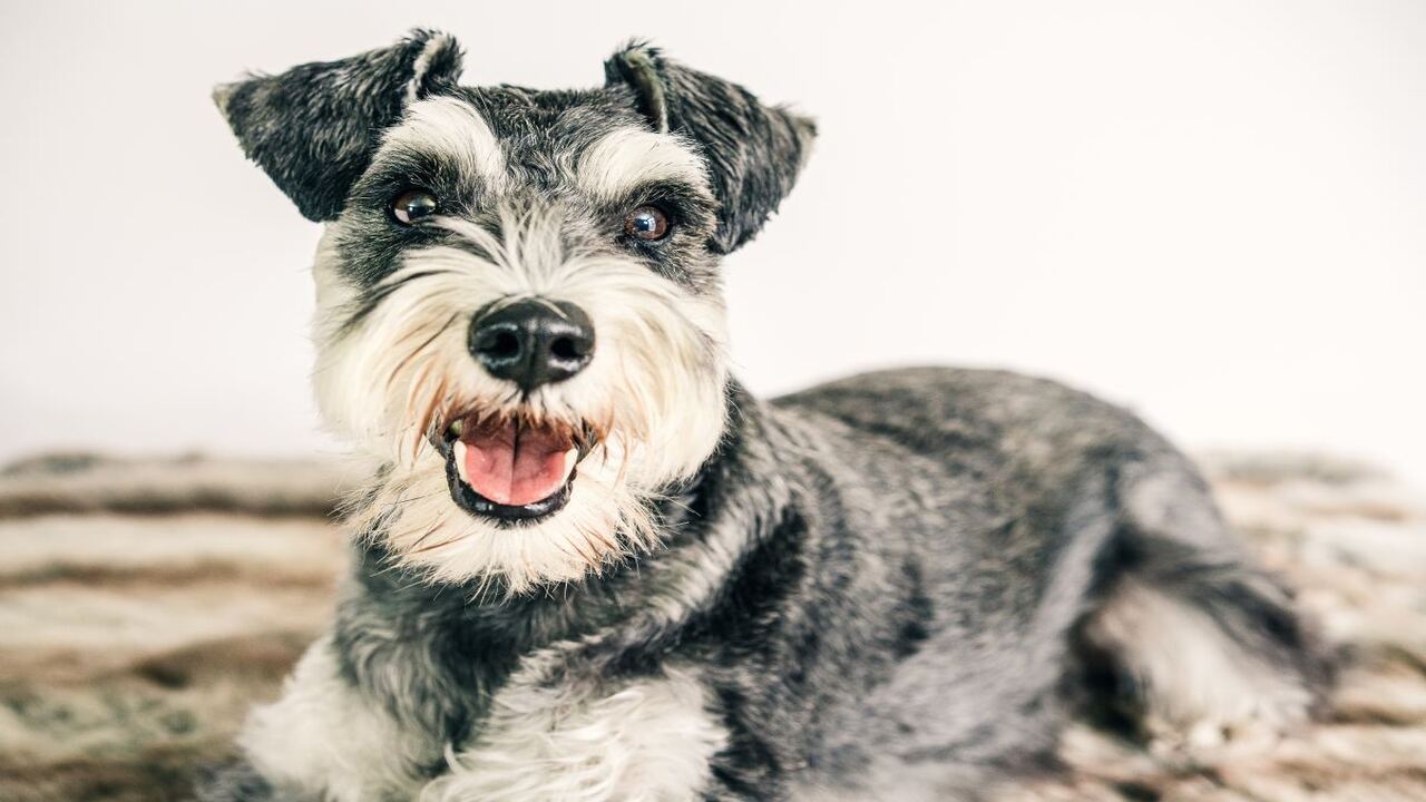 Schnauzers Are Best At Distinctive Bark