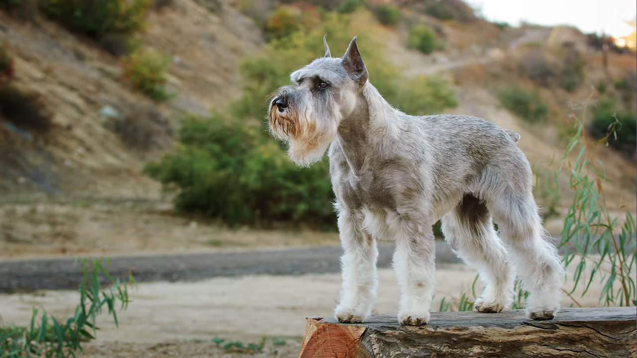 Schnauzers Are Good Protector