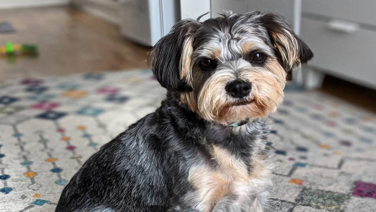 Schnauzer's Behavior