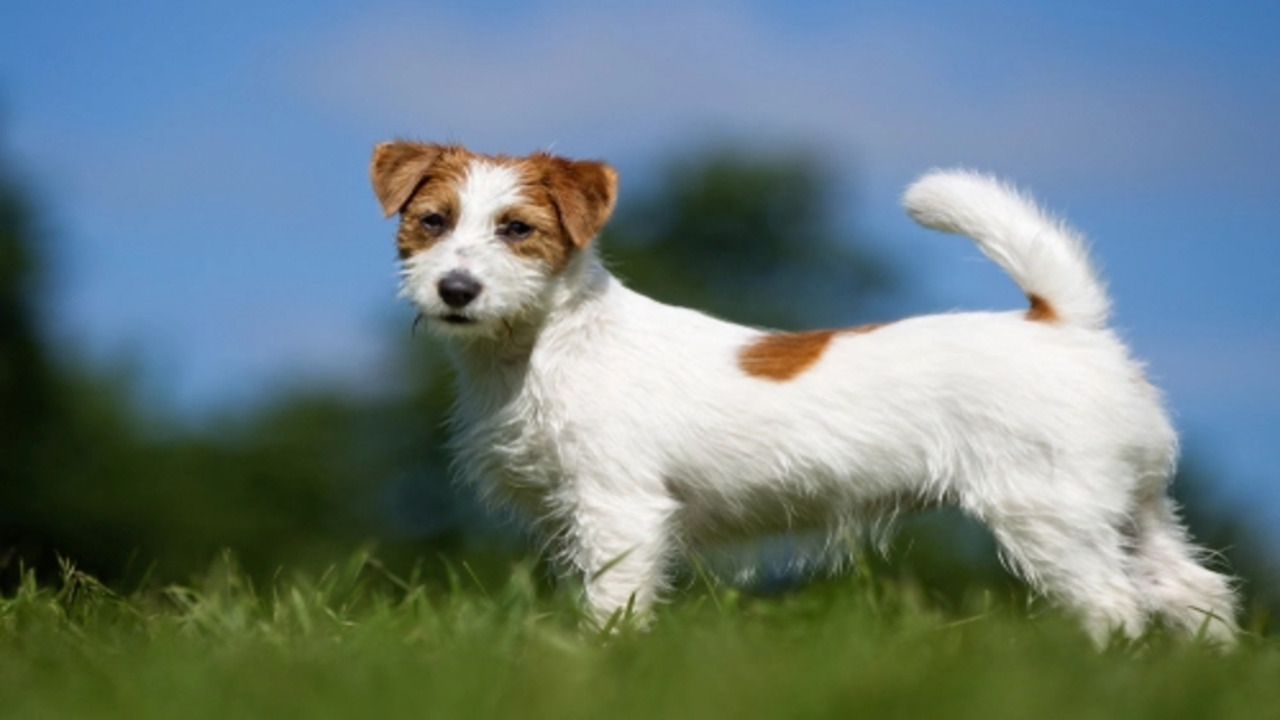 Can Jack Russells Cause Allergies Exploring The Facts