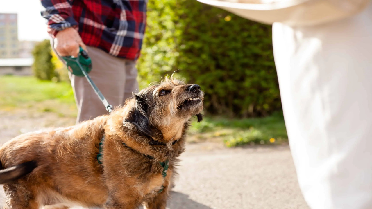 Understanding Dog Owner's Liability In New York