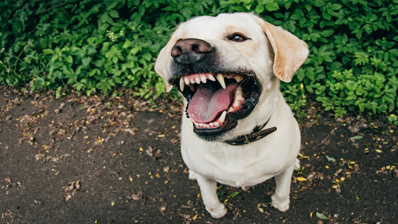 New York Dog Bite Laws Things To Know