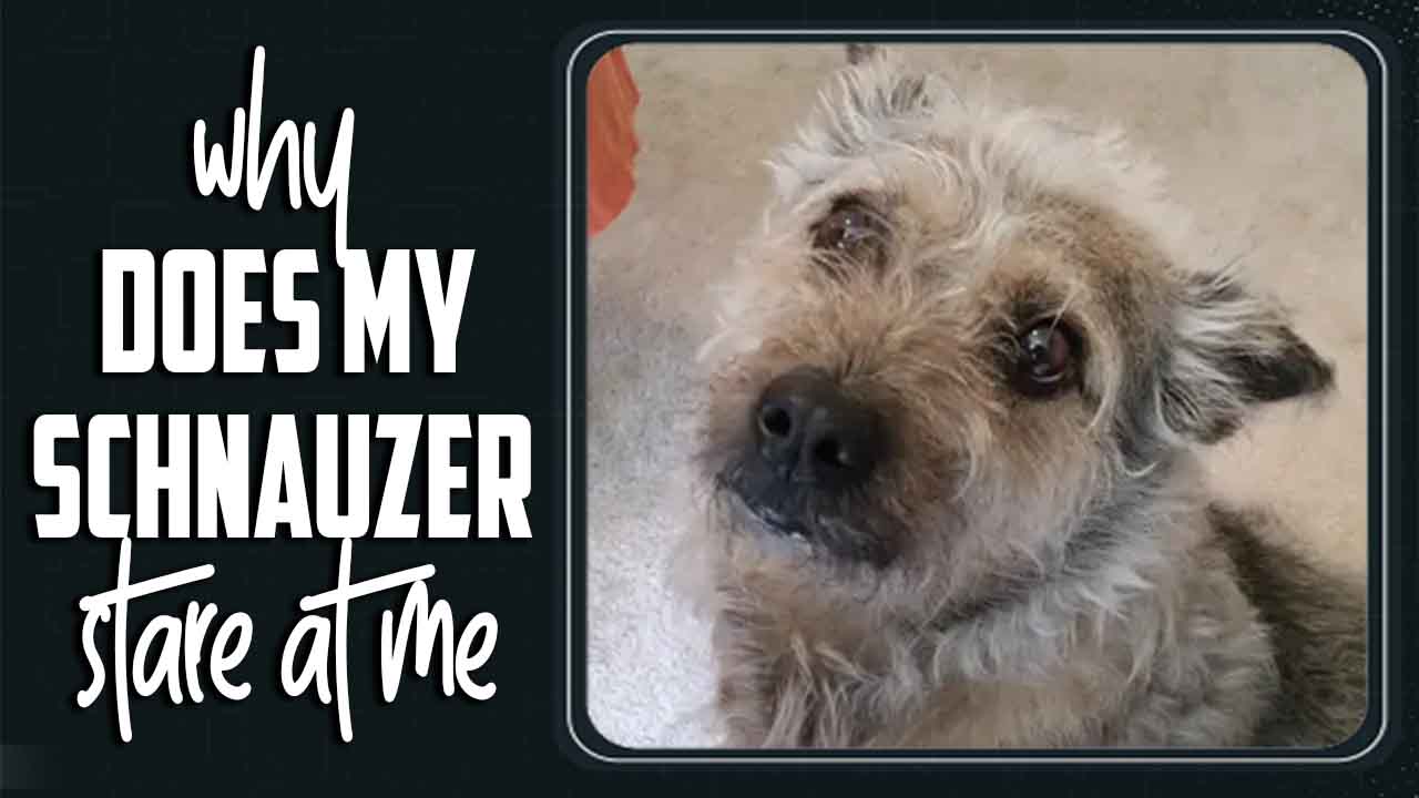 Why Does My Schnauzer Stare At Me