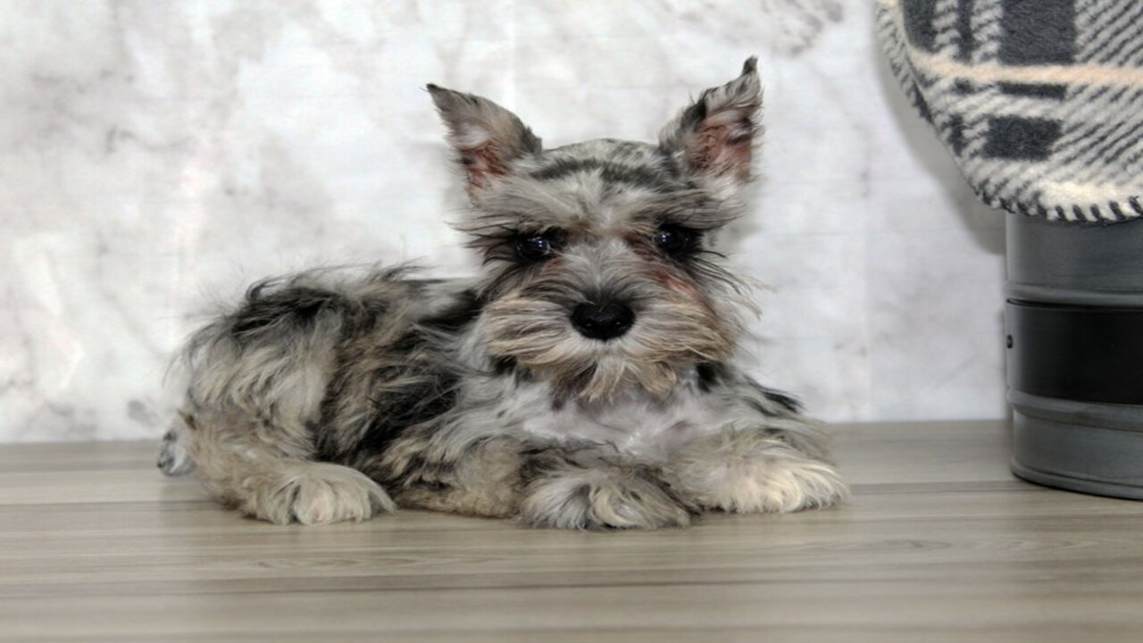 How To Adopt Merle-Schnauzer