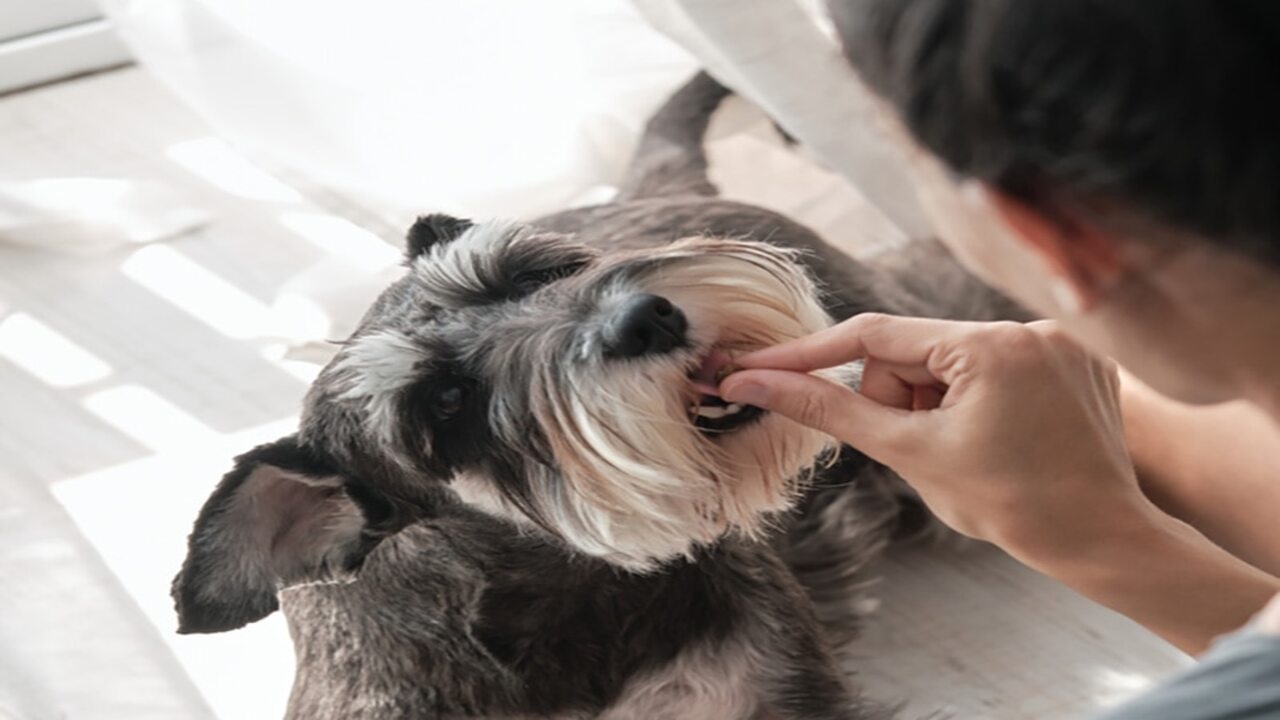 How To Train Merle-Schnauzer