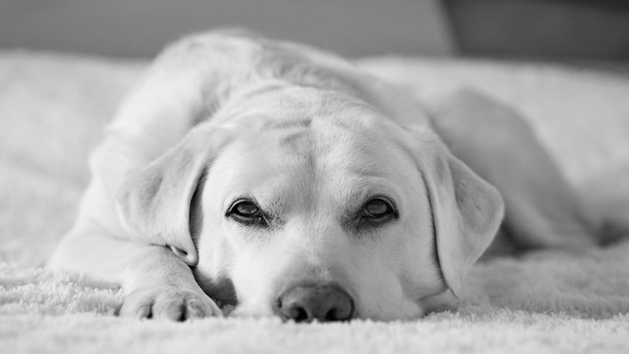 Resistant To Chewing And Scratching