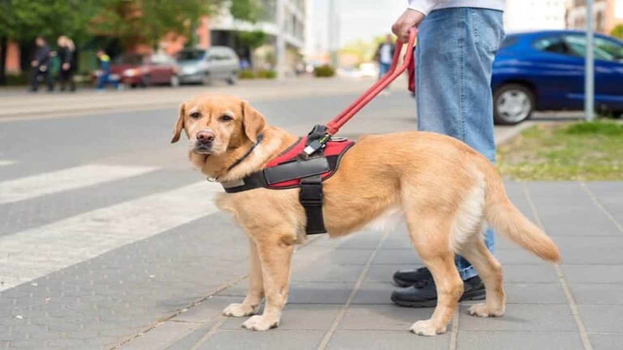 Service Dog Tasks For Sensory Overload A Loyal Companion!