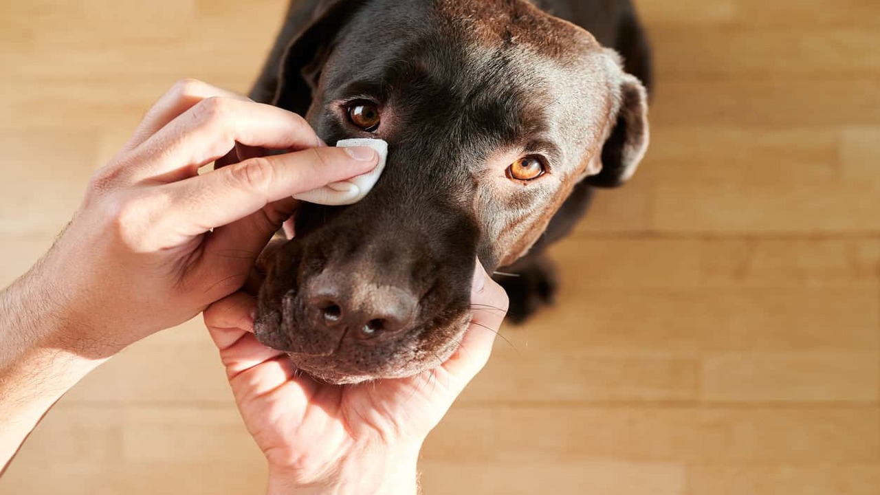Can You Use Polysporin In Your Dog's Eyes Expert Advice