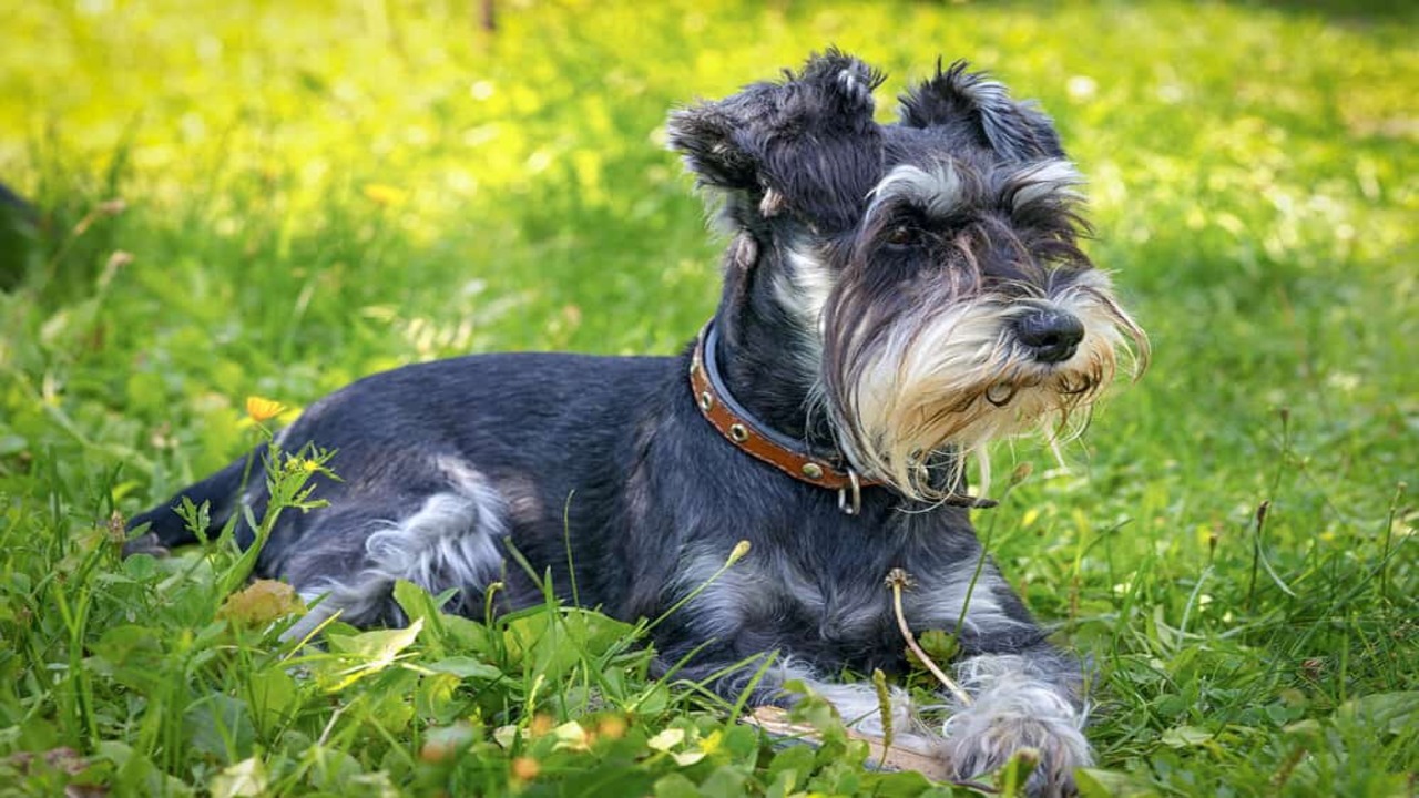 Unrealistic Expectations: Understanding The Breed's Characteristics And Behavior