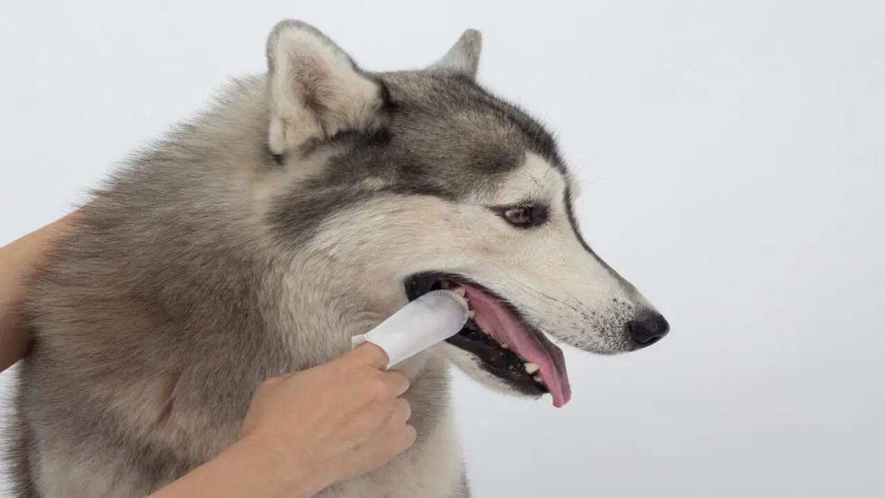 Dog Teeth Cleaning Finger Wipes Follow Our 10 Easy Steps