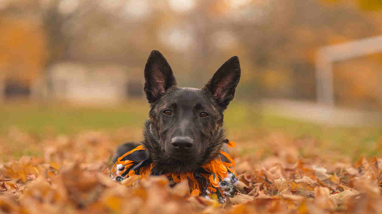 Common Dutch Dog Behavioral Insights And Their Characteristics