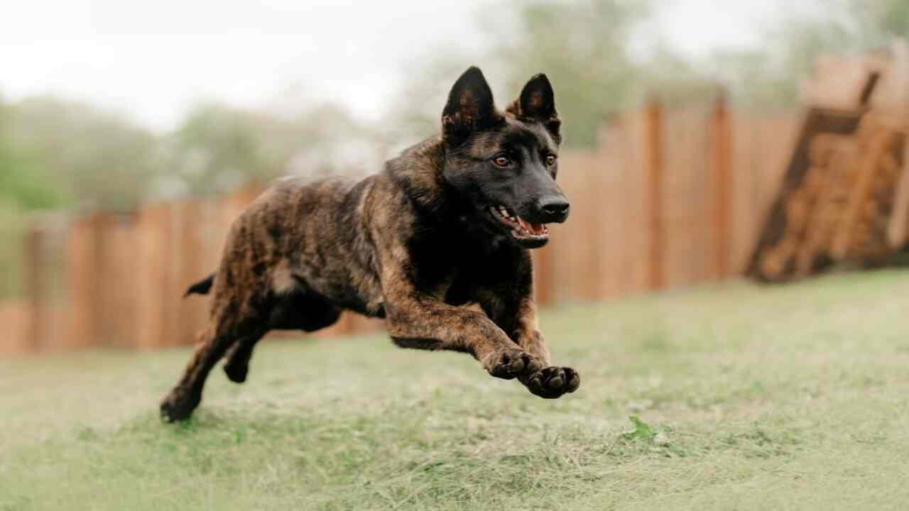 Dutch Dog Behavior In Different Environments And Settings