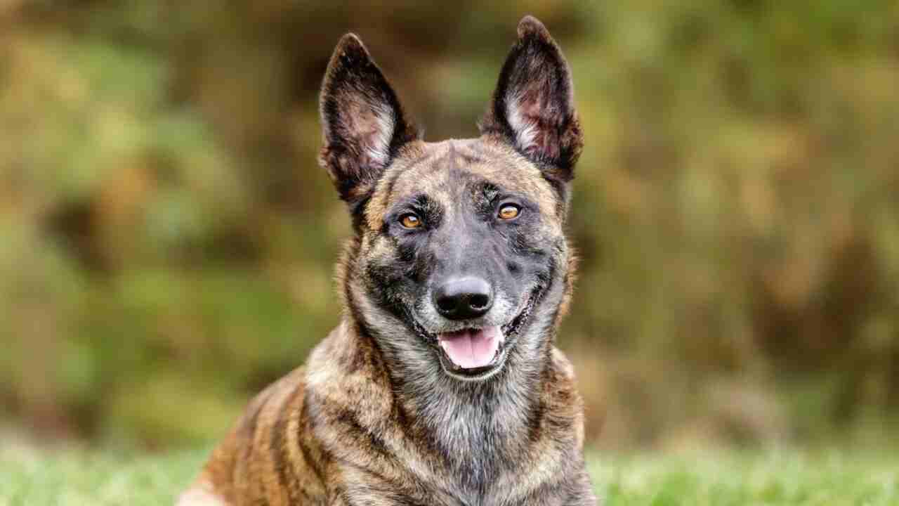 Dutch Dog Breeds And Their Unique Behavioral Traits