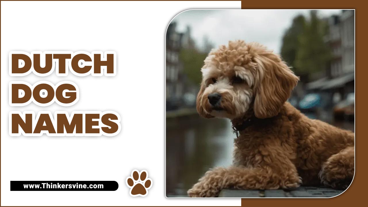 Dutch Dog Names Dutch Delight