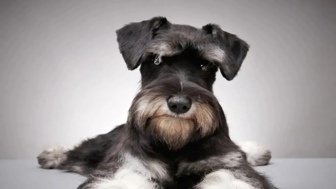 Schnauzers As Loyal Companions