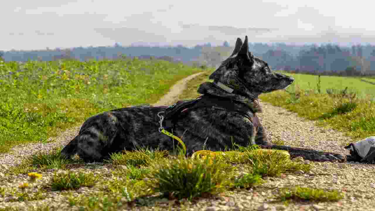 The Importance Of Early Socialization And Training For Dutch Dogs