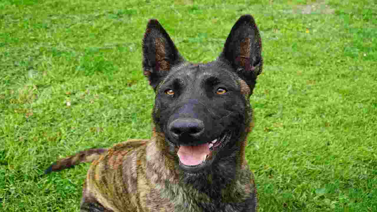 The Influence Of Breeding And Genetics On Dutch Dog Behavior