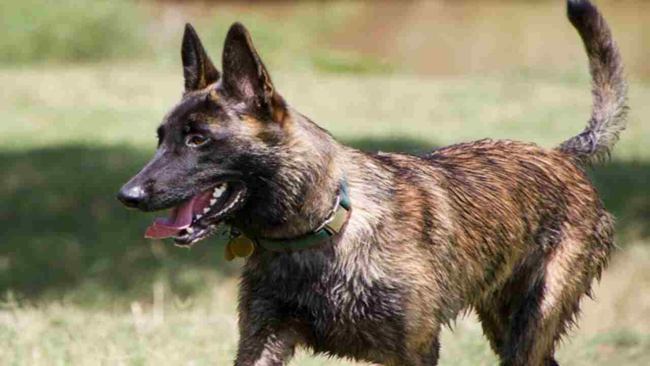 Tips For Managing And Modifying Problematic Behaviours In Dutch Dogs