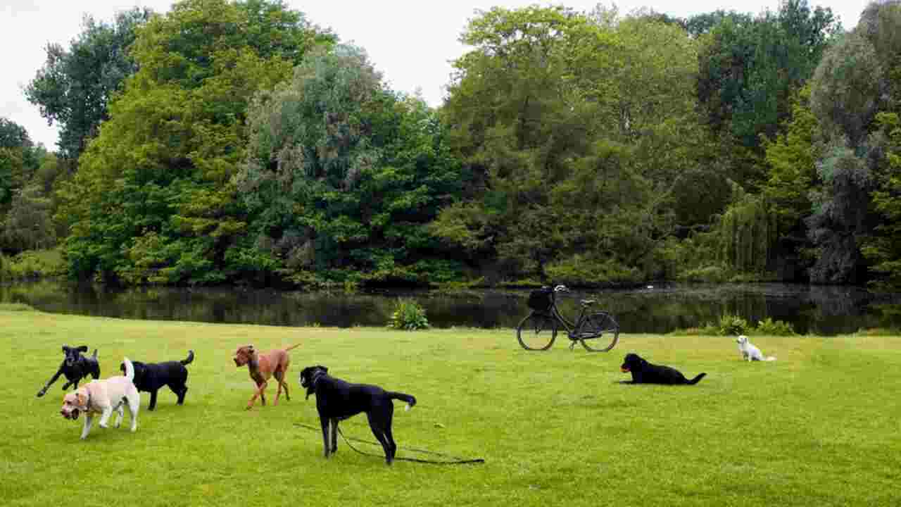 Vondelpark An Urban Oasis For Dogs And Their Humans