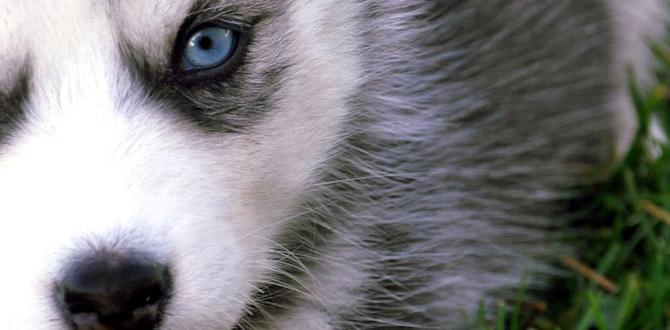 husky hydration tips husky hydration tips