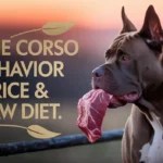 Cane Corso Behavior Price & Raw Diet