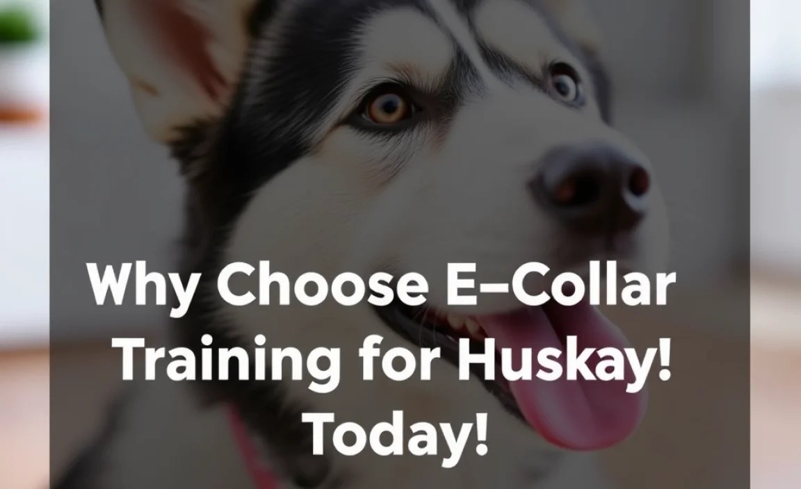 Why Choose E-Collar Training for Huskies