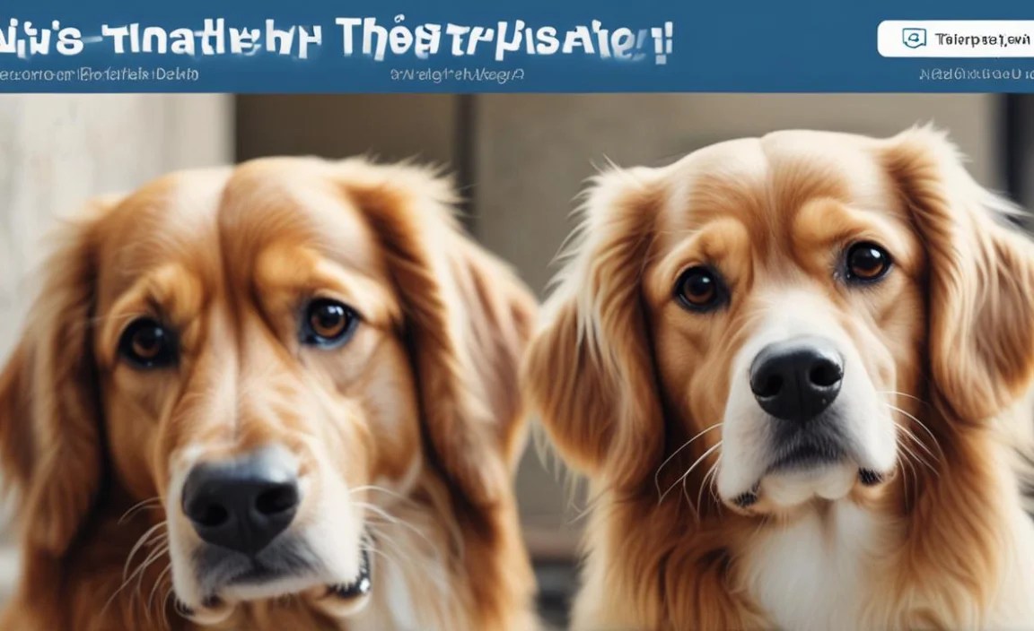 Understanding Therapy Dogs