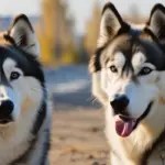 Husky Malamute Vs Alaskan Malamute: Key Differences Explained