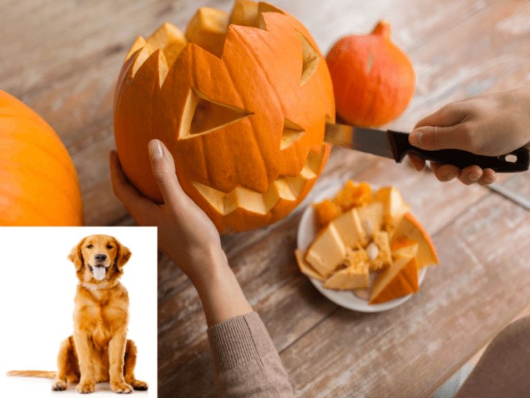 How To Cook Pumpkin For Dogs (3 Easy Treats)