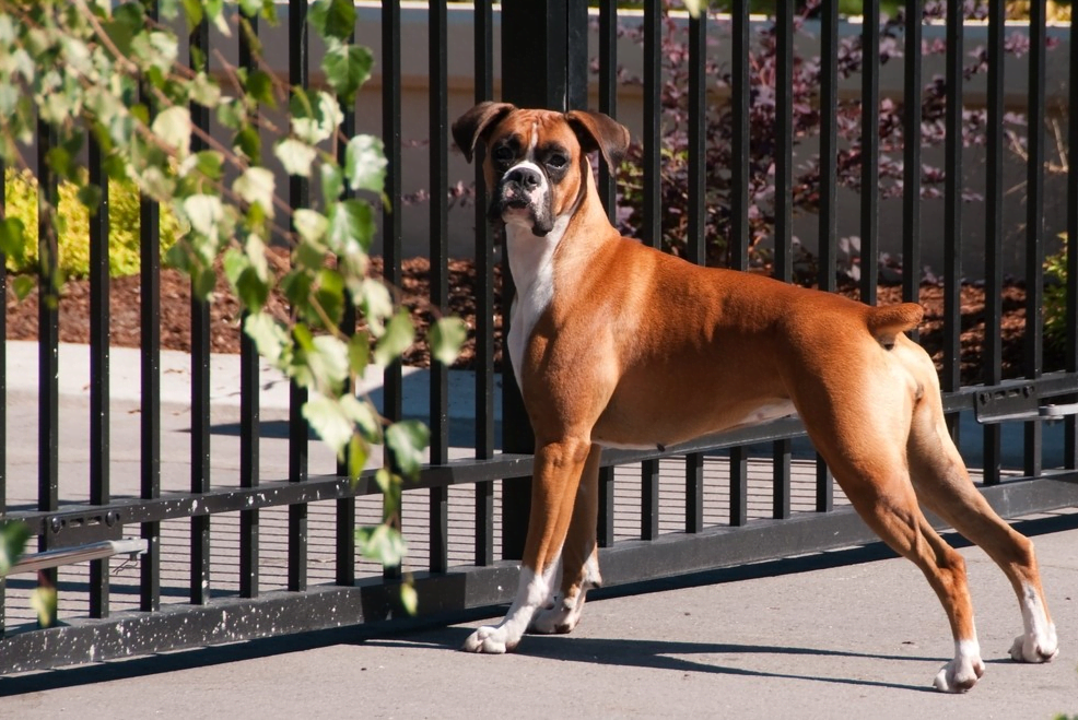 How To Keep Dog In Wrought Iron Fence (Know The Easiest 8 Tips)