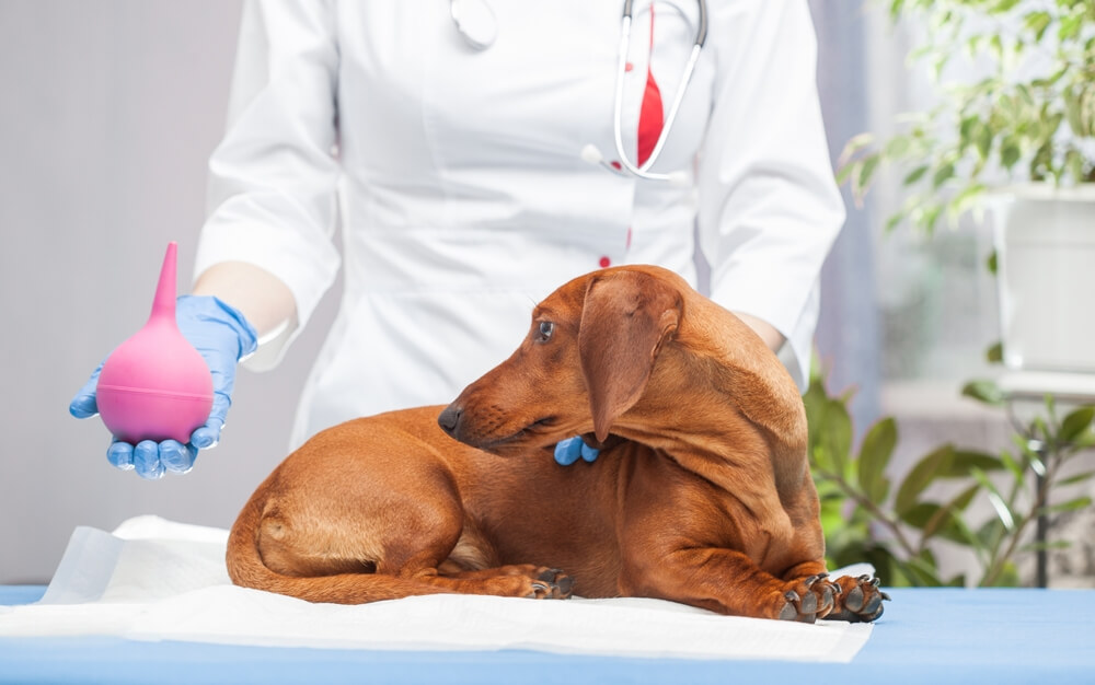 Know What to Expect After a Dog Enema A Complete Guide