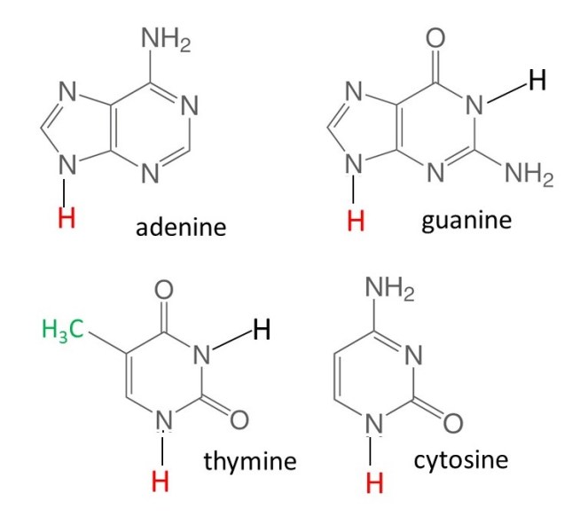 21.2 Nucleic acids Thinking about Science with David Hukins