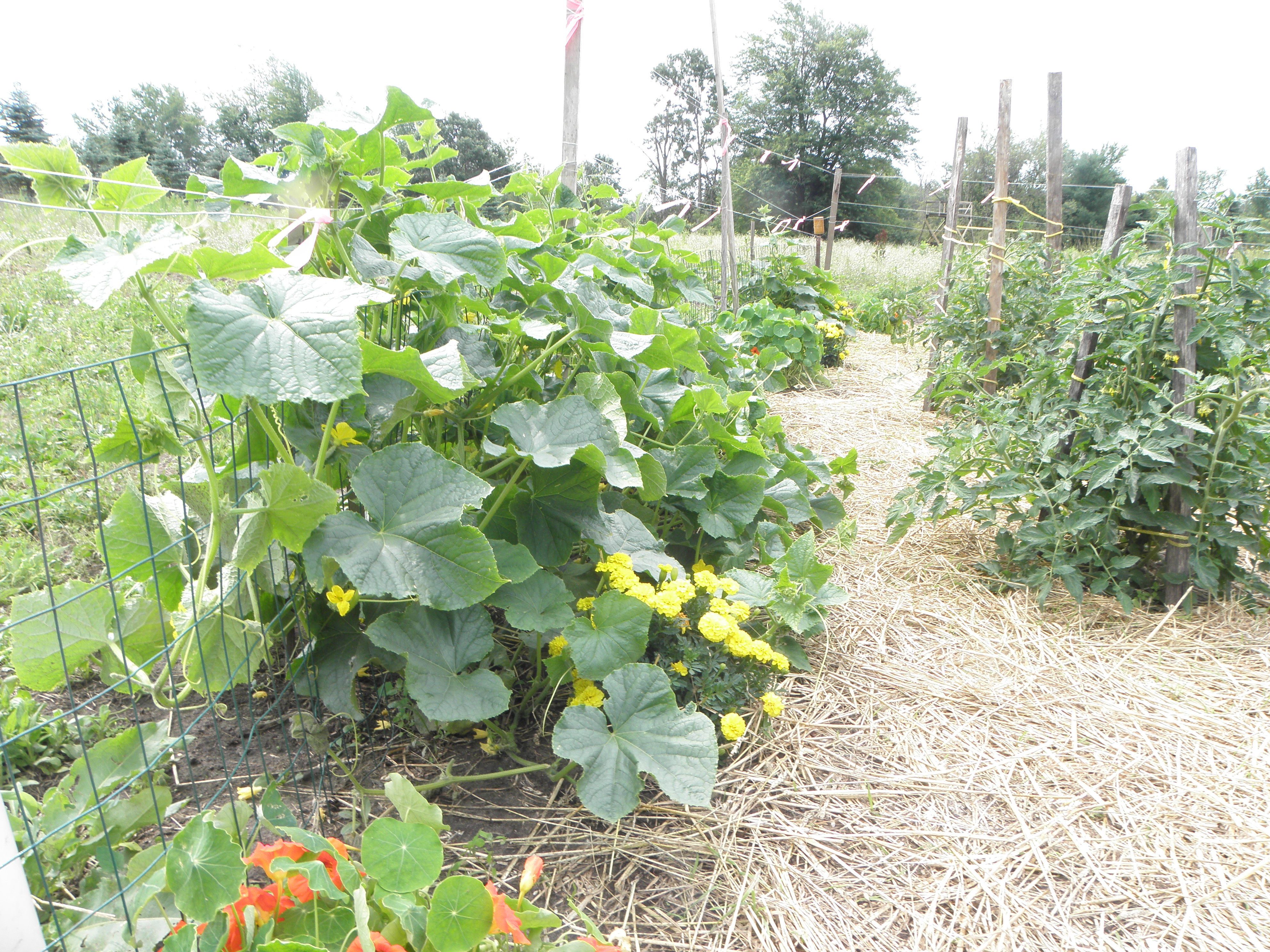 MidMichigan Vegetable Garden Healthy