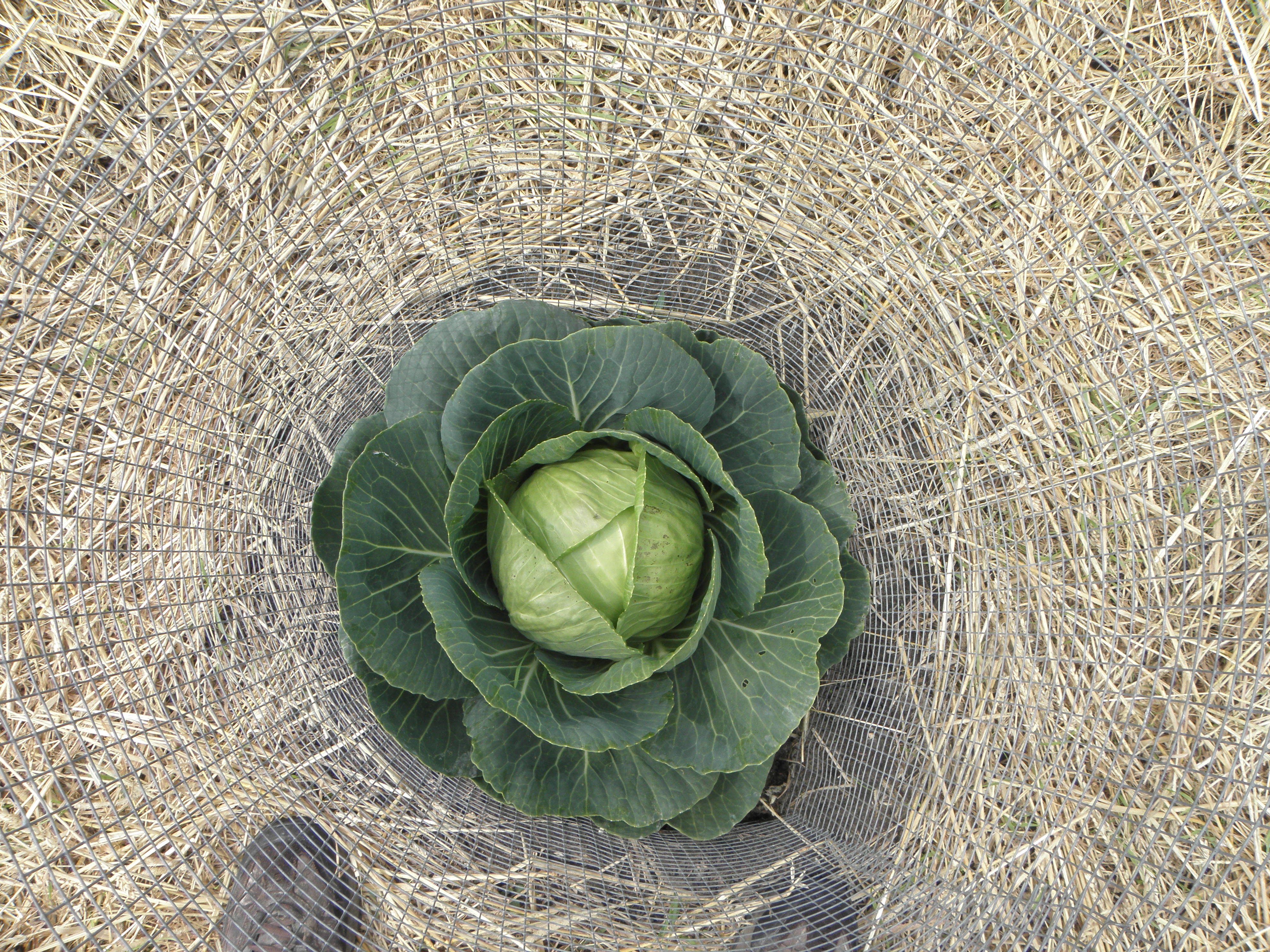 MidMichigan Vegetable Garden Healthy