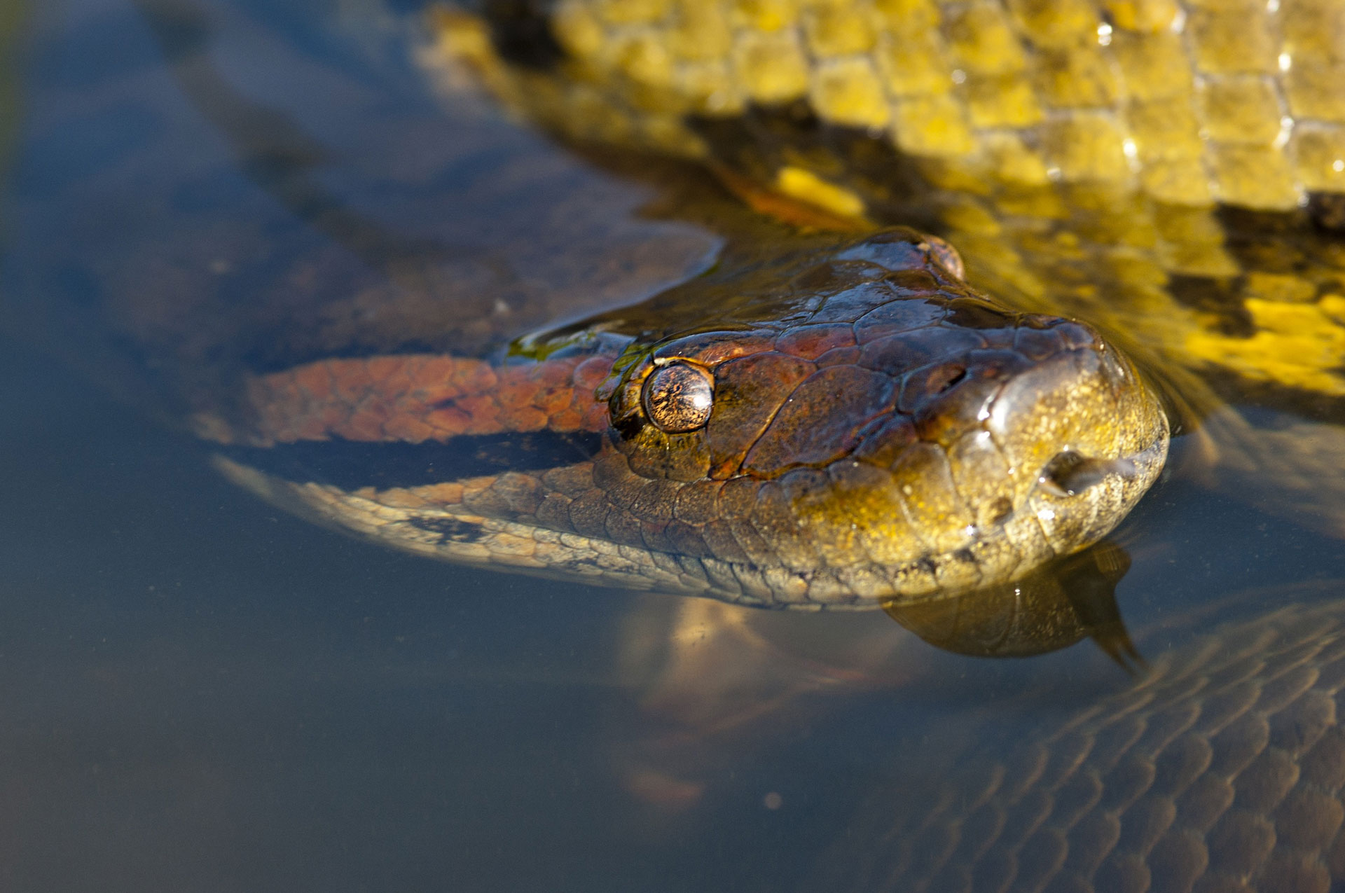 Amazon Rainforest Snakes Photos & Info