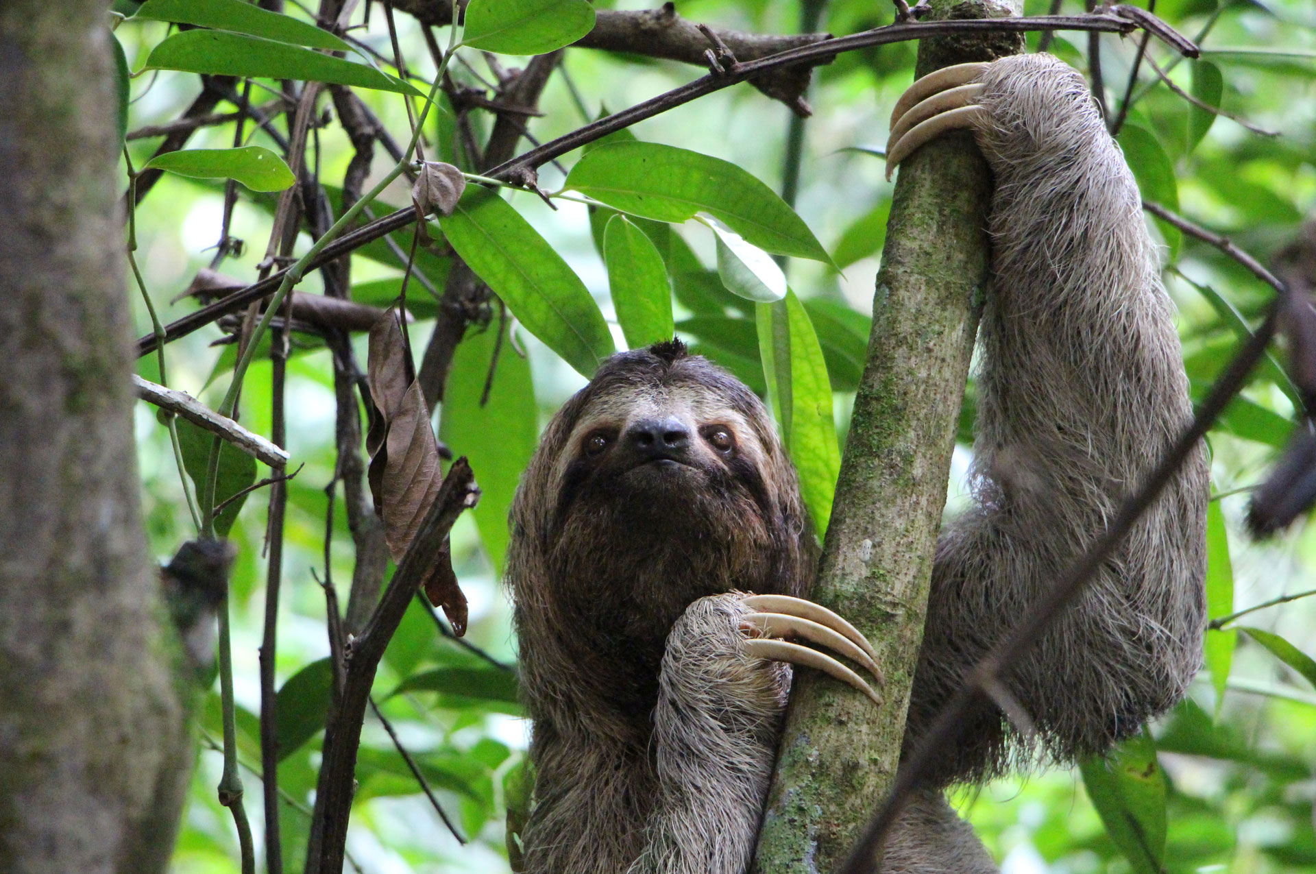 Amazon Rainforest Herbivores Photos & Info