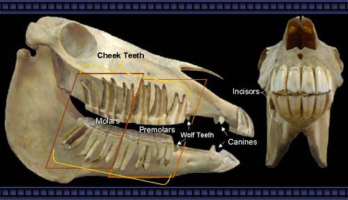 Horse Anatomy PicturesThink Like a HorseRick Gore