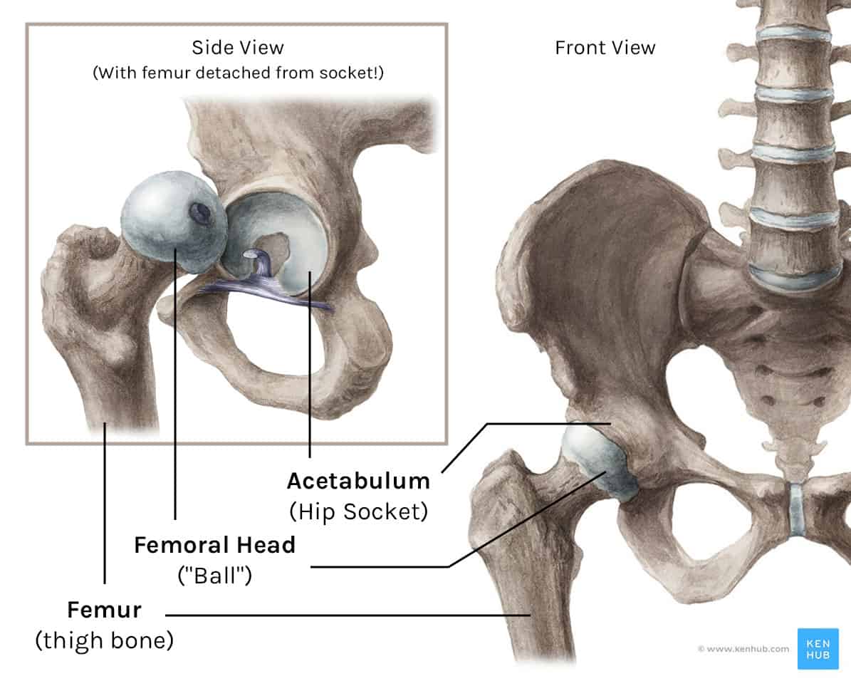 Sockets, Torsion, & Squat Depth ThinkMovement