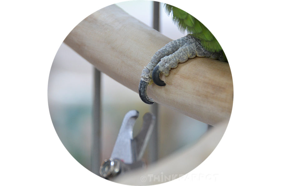 How To Trim Your Parrot's Nails ThinkParrot