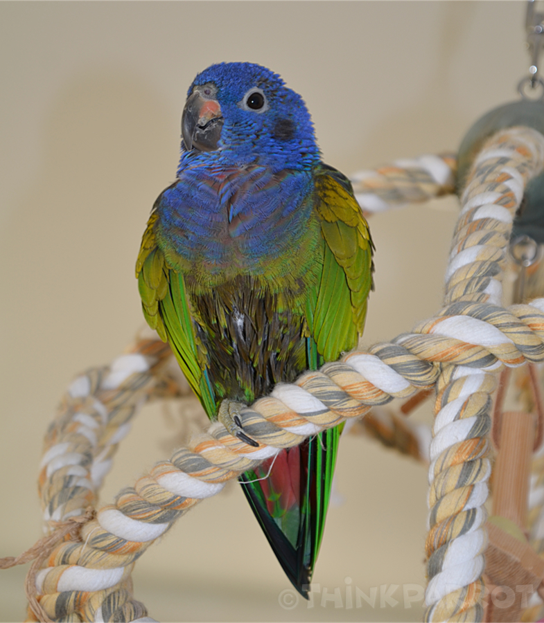 How to Bath/Shower your Parrot Thinkparrot