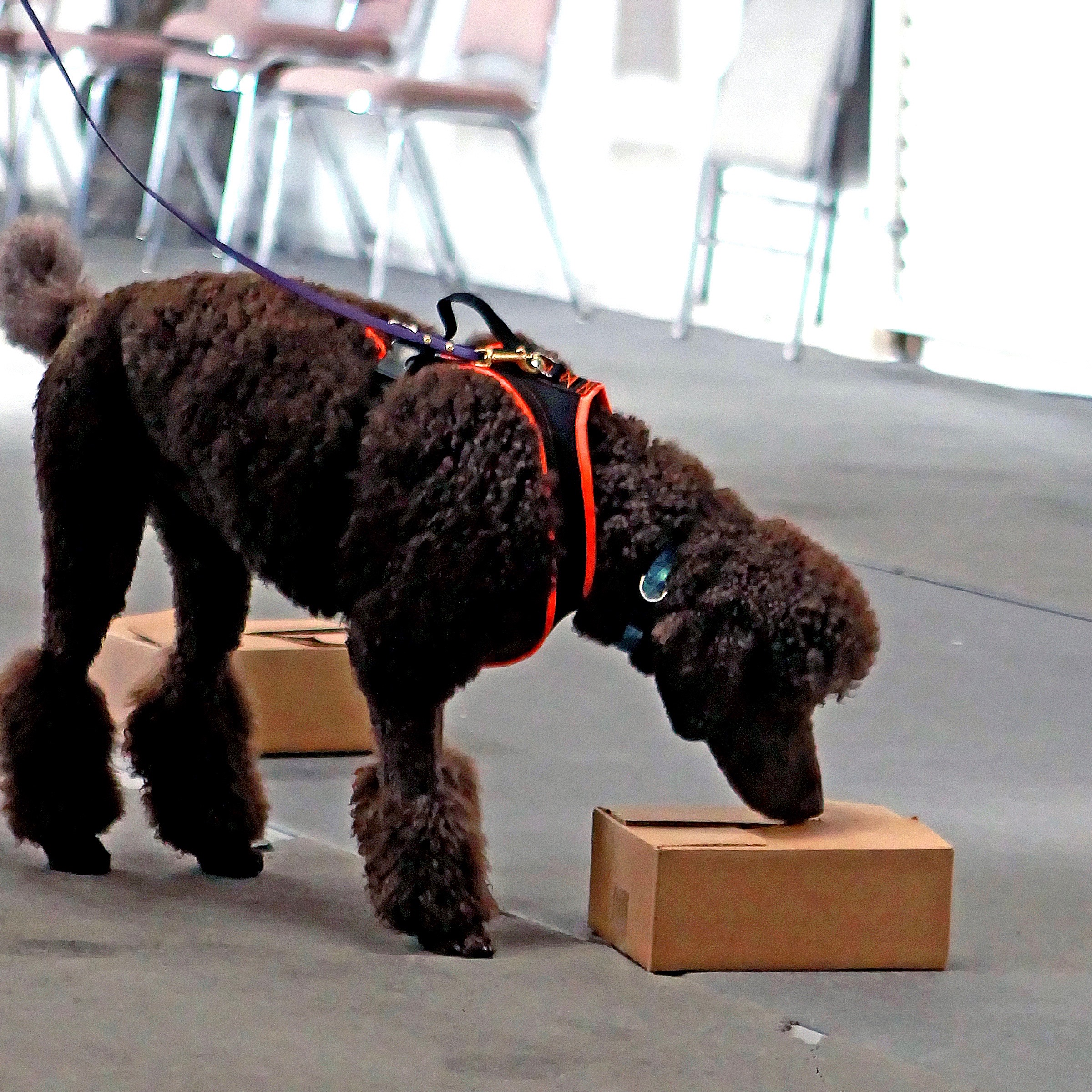 Nose Work Think Pawsitive