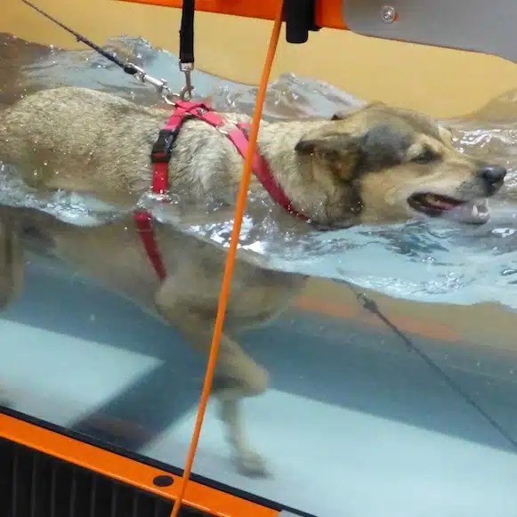 Water Treadmill 20 minute 6Pack for 6 months Think Pawsitive